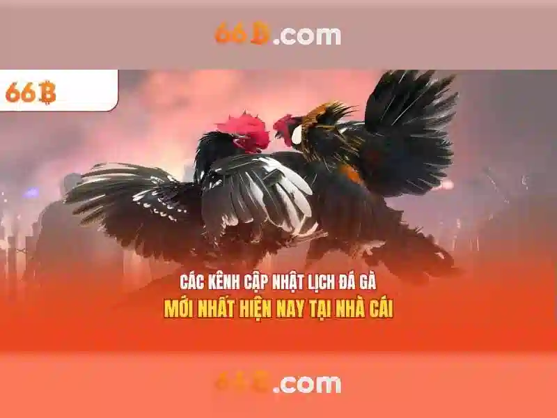 Ưu đãi xóc đĩa 66b