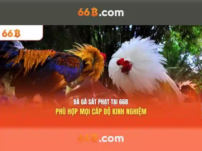 Nền tảng SLOT 66B