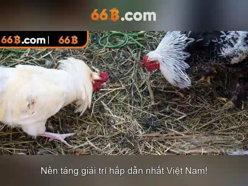 66B Chính Thức – Trang Chủ 66B Không Bị Chặn 2026