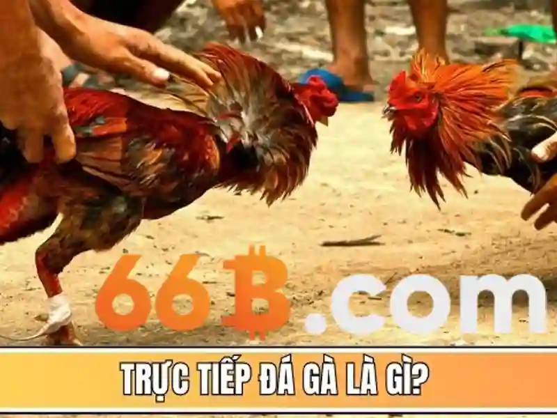 Ưu Đãi Slot66B